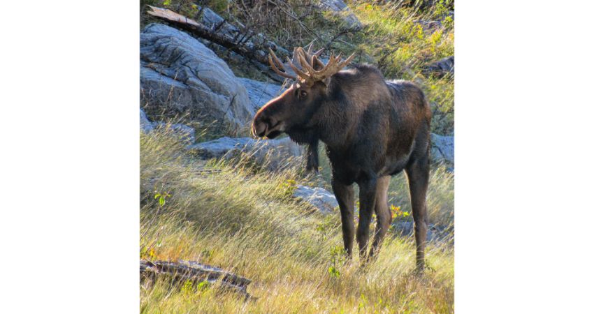 Jasper – Wildlife Discovery Tour