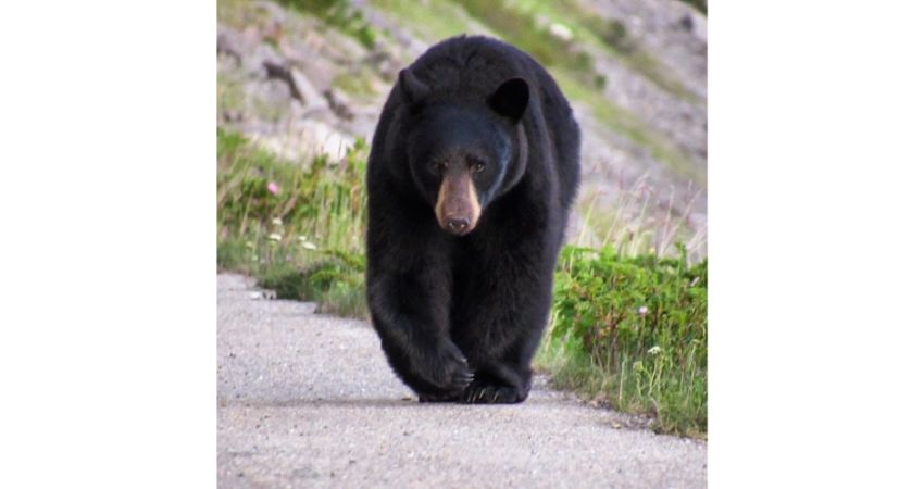 Jasper – Wildlife Discovery Tour