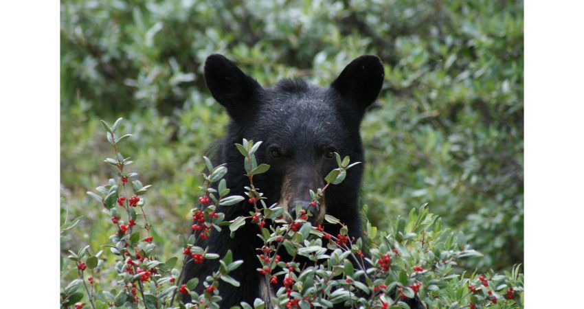 Jasper – Wildlife Discovery Tour