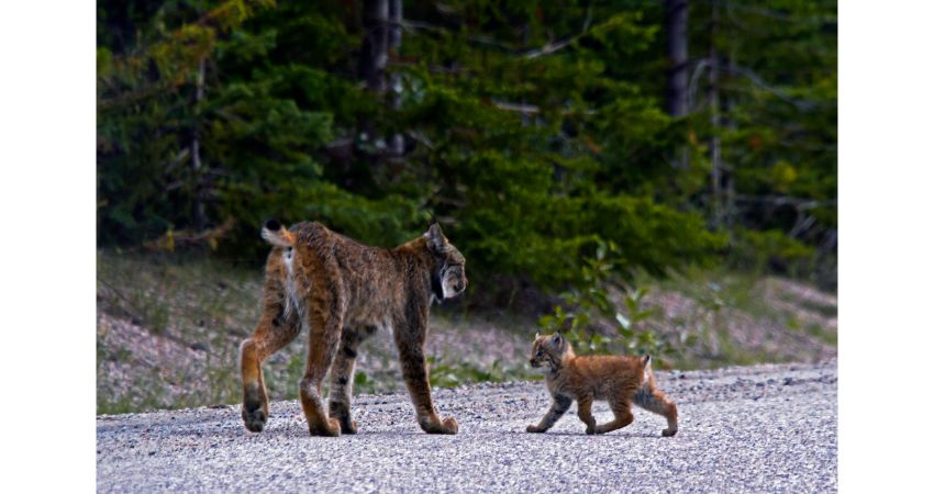 Explore Jasper & Lake Maligne Cruise