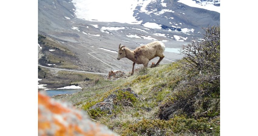 Explore Jasper & Lake Maligne Cruise