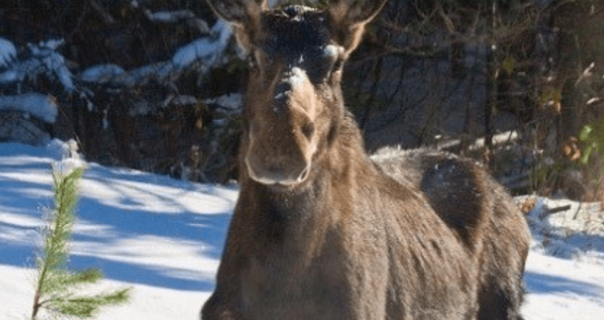 Best Value Aurora Viewing - Snowshoeing & Ice fishing, Wildlife & Hot Springs - Winter - Whitehorse, YT