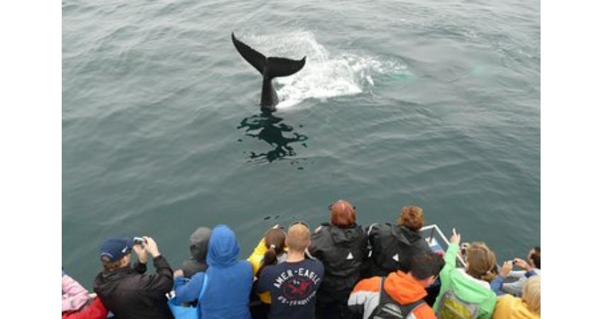 St. Johns, NL - Newfoundland Puffin and Whale Watch Cruise