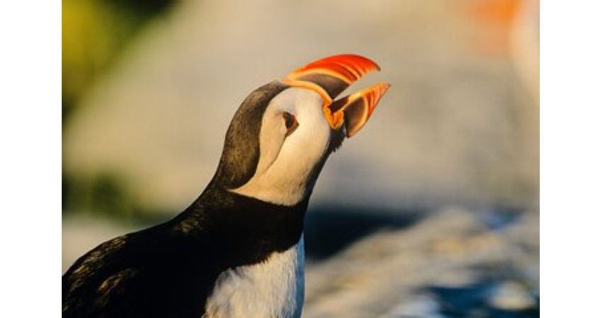 St. Johns, NL - Newfoundland Puffin and Whale Watch Cruise