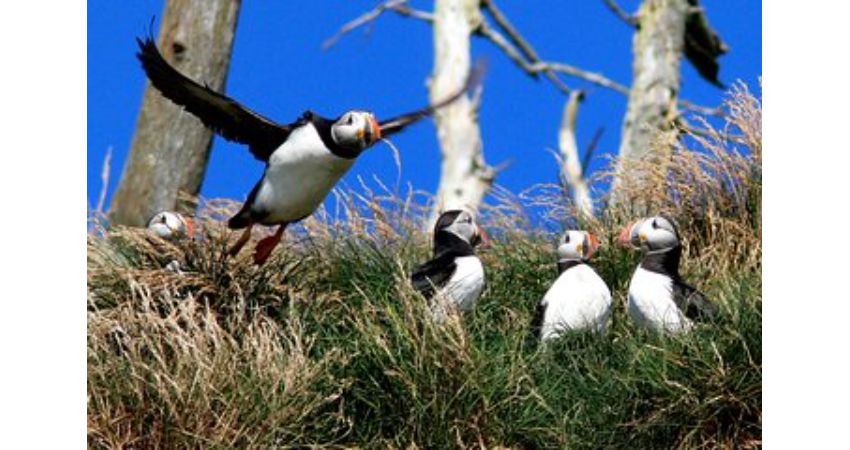 St. Johns, NL - Newfoundland Puffin and Whale Watch Cruise