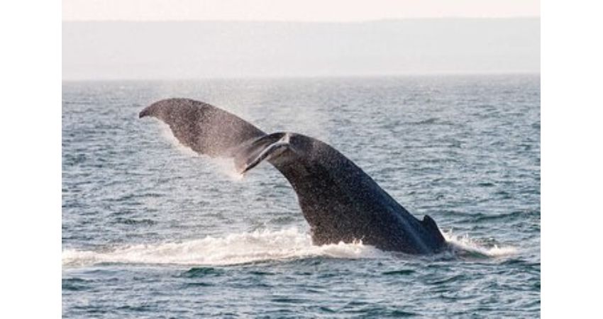 St. Johns, NL - Newfoundland Puffin and Whale Watch Cruise