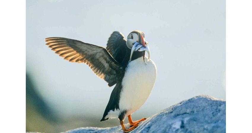 St. Johns, NL - Newfoundland Puffin and Whale Watch Cruise