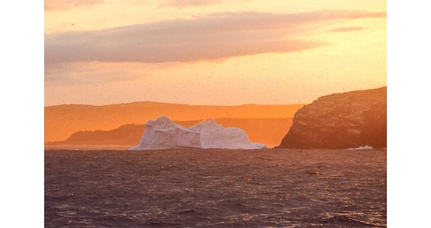 St. Johns, NL - Newfoundland Puffin and Whale Watch Cruise