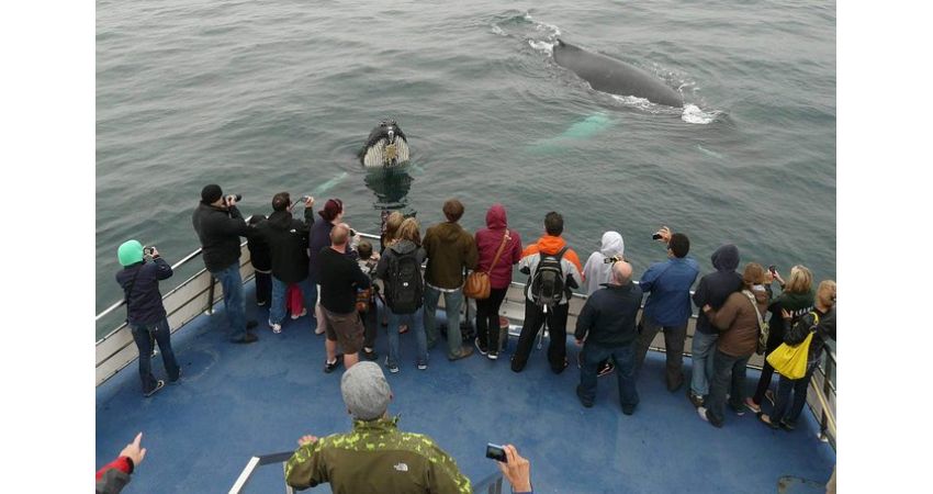 St. Johns, NL - Newfoundland Puffin and Whale Watch Cruise