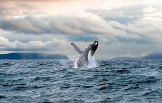 St. Johns, NL - Newfoundland Puffin and Whale Watch Cruise