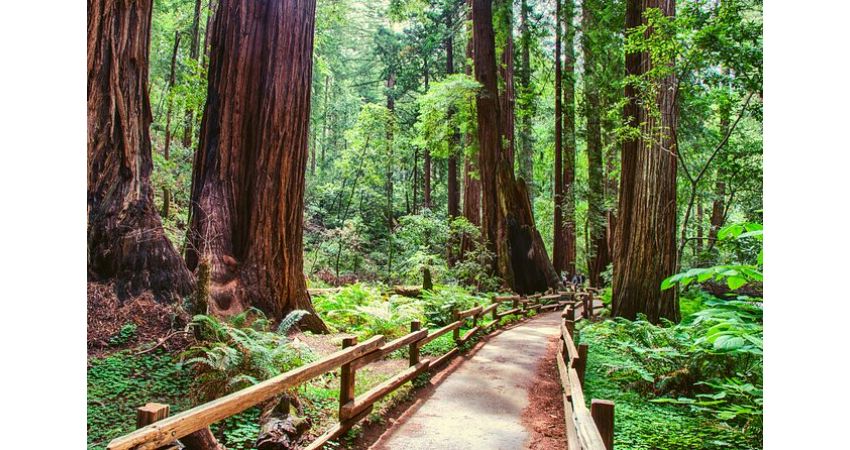 Muir Woods and Sausalito Half Day Tour