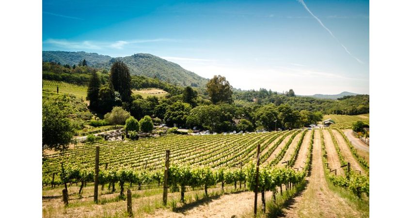 Napa and Sonoma Wine Country Full-Day Tour