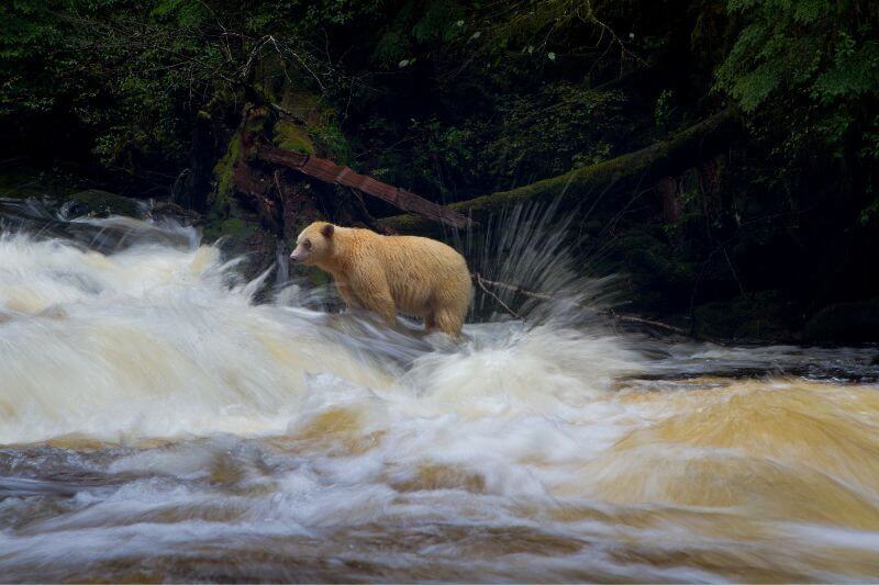 Vancouver’s Luxury Adventure 