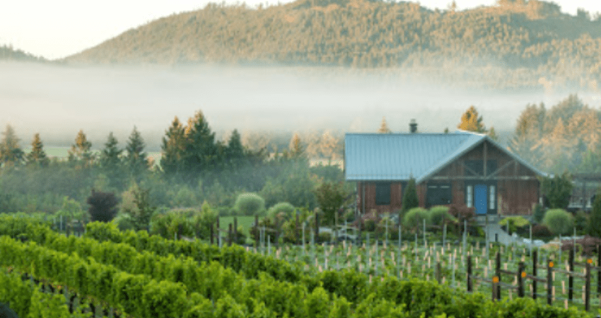 Private VIP Tour - Cowichan Valley Wine Tasting, Victoria