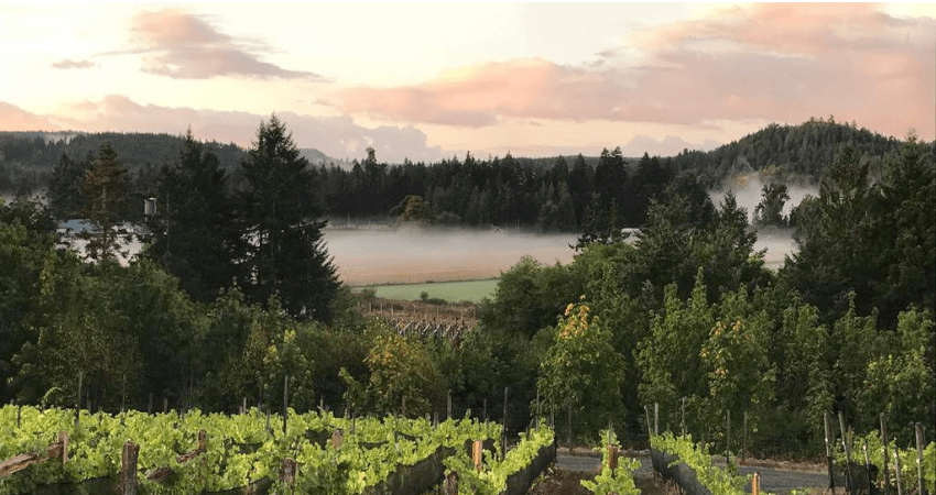 Private VIP Tour - Cowichan Valley Wine Tasting, Victoria