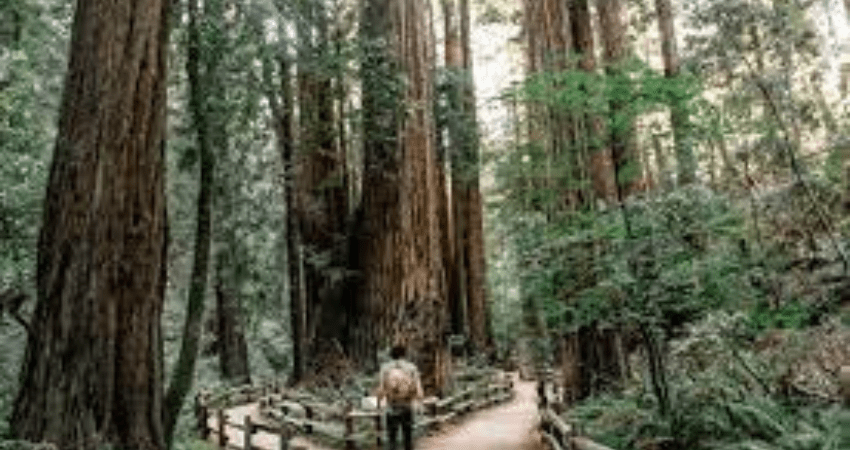 Muir Woods and Sausalito Private Tour