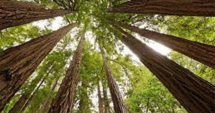 Muir Woods and Sausalito Private Tour