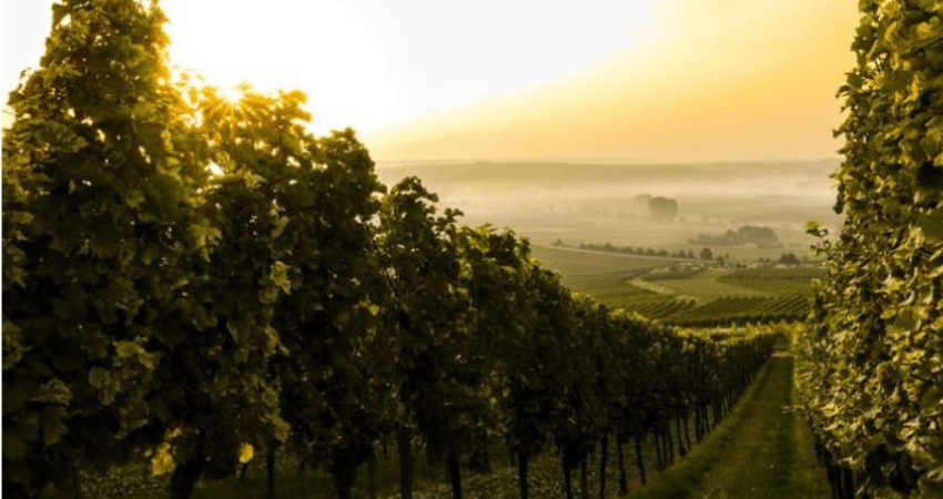 Napa and Sonoma Wine Country Private Tour