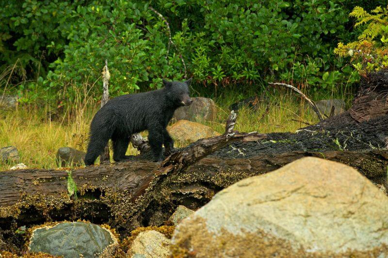 Vancouver Island Luxury Tour  