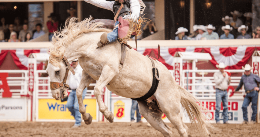 Stampede Adventure: Calgary's Wild West Spectacle