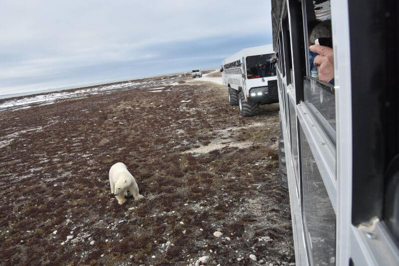 The Ultimate Polar Bear Adventure