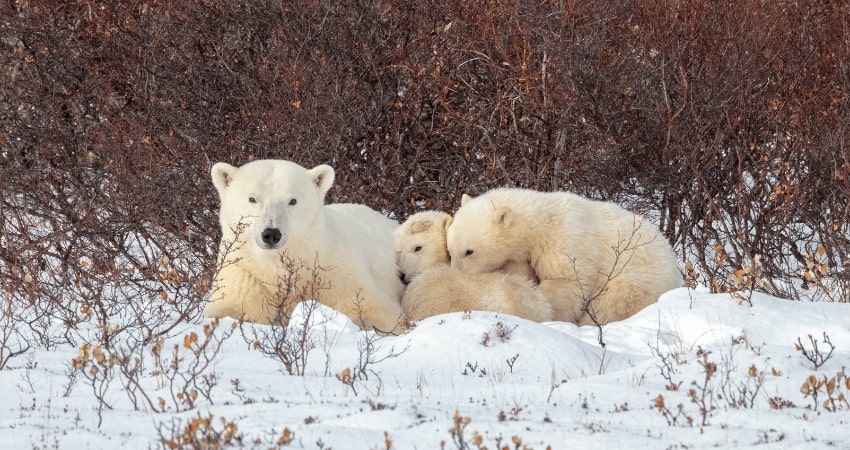 The Ultimate Polar Bear Adventure