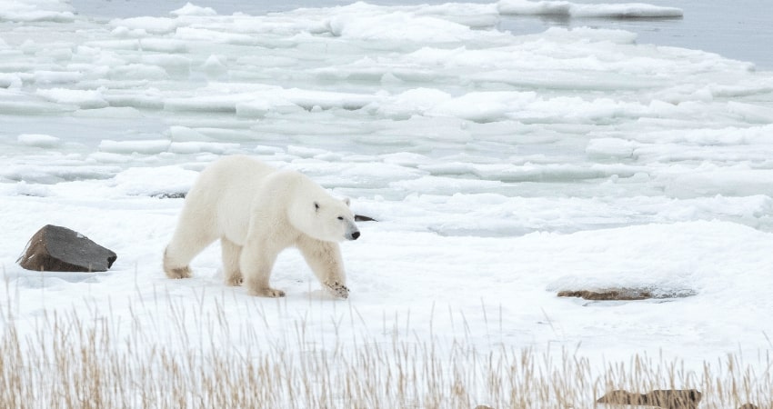 The Ultimate Polar Bear Adventure