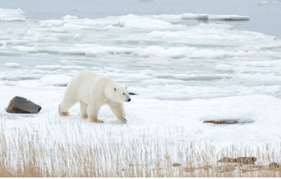 The Ultimate Polar Bear Adventure