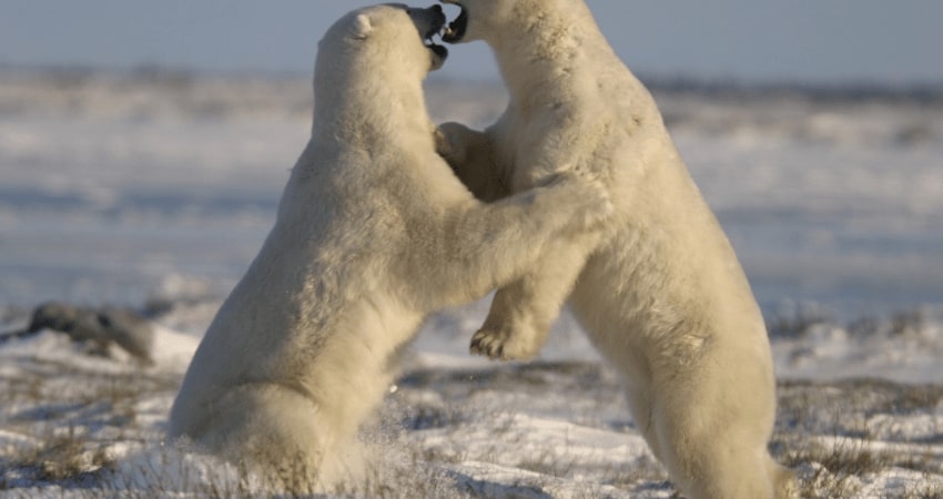 The Ultimate Polar Bear Adventure