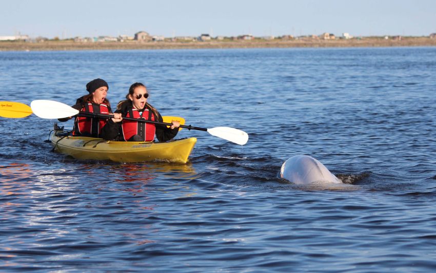 The Ultimate Polar Bears and Belugas Tour