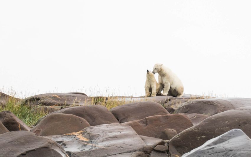 The Ultimate Polar Bears and Belugas Tour