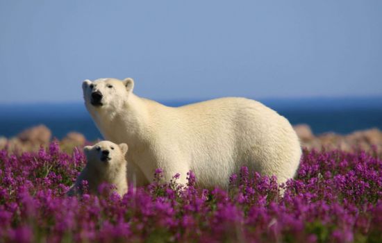 The Ultimate Polar Bears and Belugas Tour