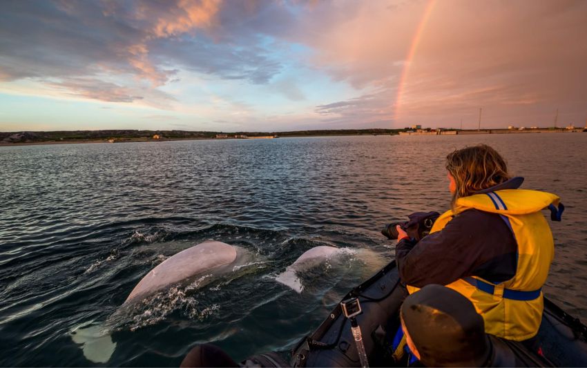 The Ultimate Polar Bears and Belugas Tour