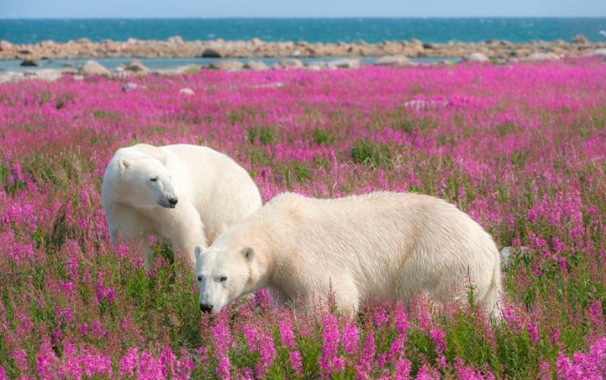 The Ultimate Polar Bears and Belugas Tour