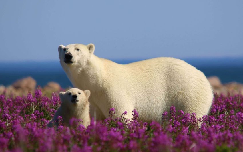 The Ultimate Polar Bears and Belugas Tour