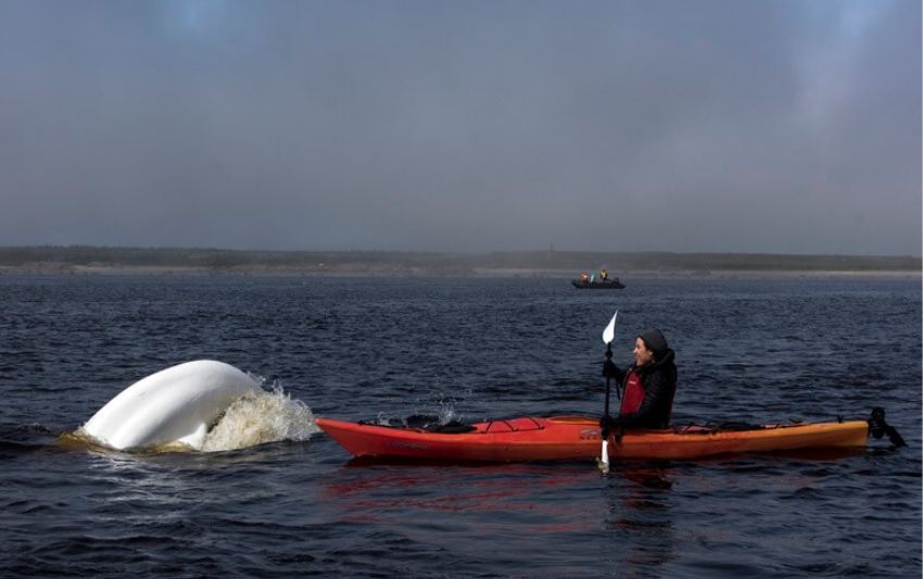 The Ultimate Polar Bears and Belugas Tour