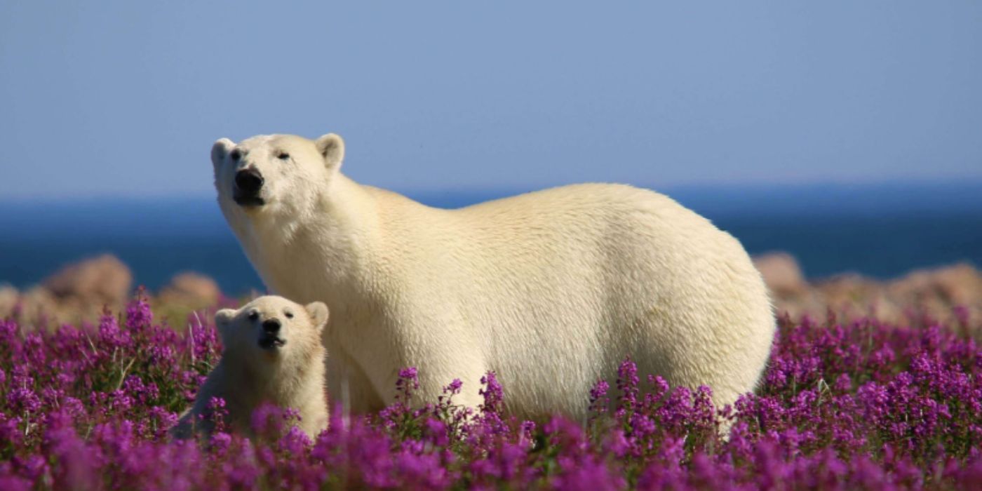 The Ultimate Polar Bears and Belugas Tour