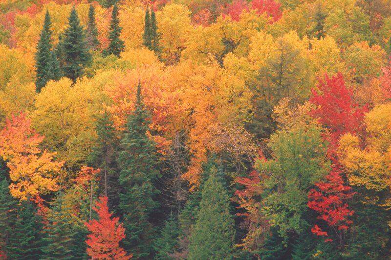 Laurentides Fall Colours Tour