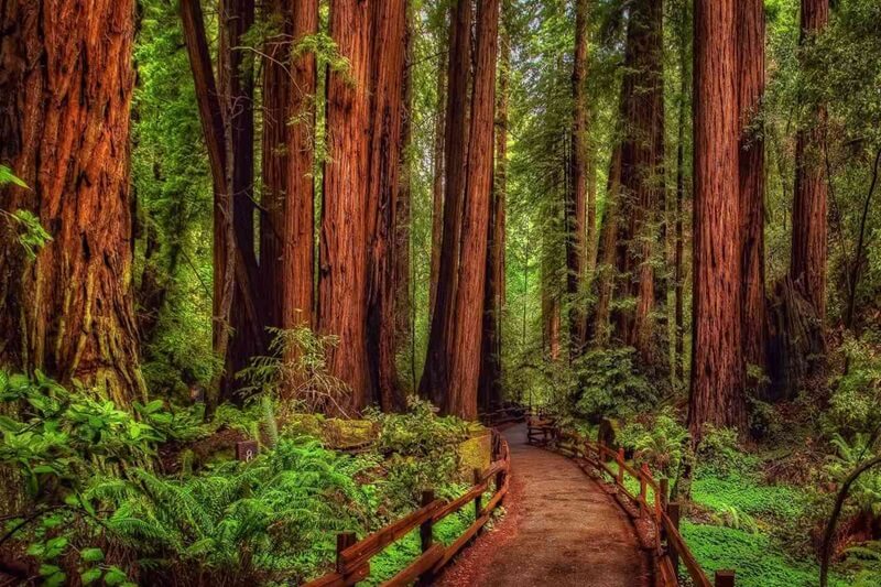 Yosemite, Sequoia, California Coast Tour: Nature's Grandeur 