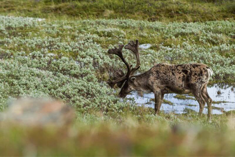Alaska's Wild Wonders: Denali to Kenai Adventure