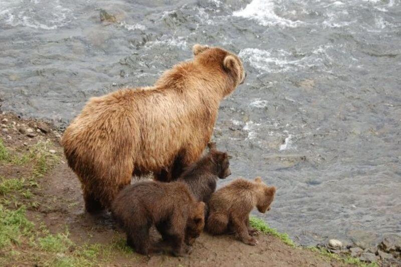 Katmai National Park