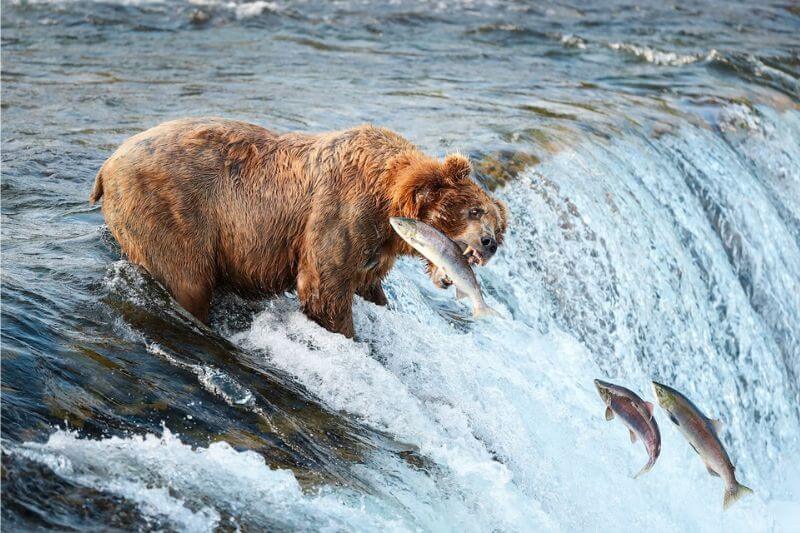 Katmai National Park