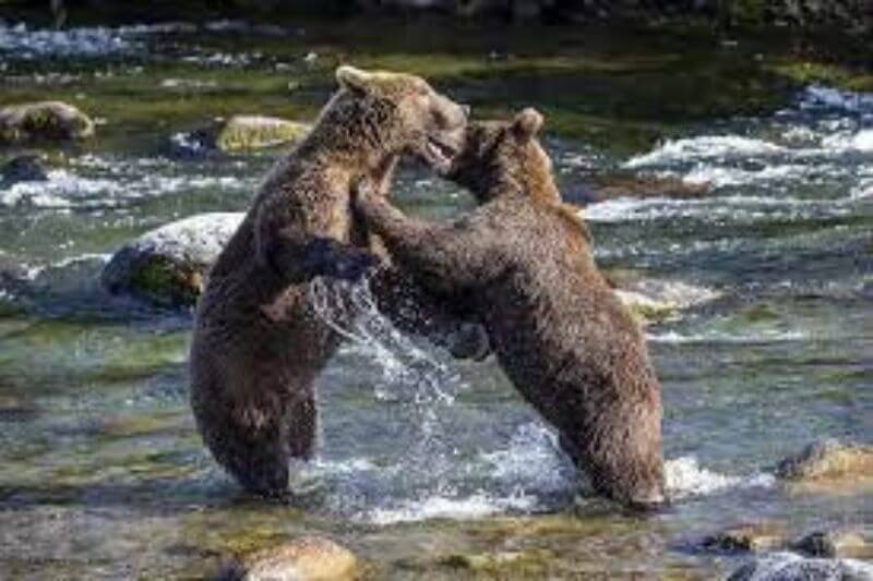 Katmai National Park
