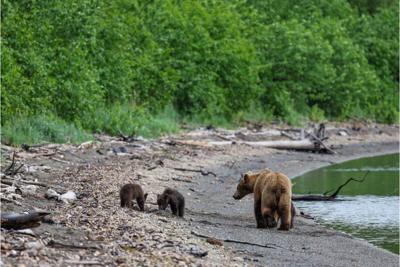 Katmai National Park