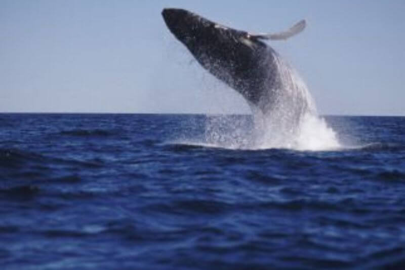 Discover Nova Scotia's Best
