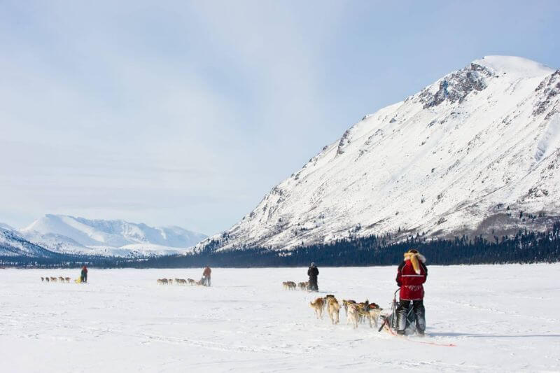 Ultimate Yukon Tour: Wildlife & Winter Thrills