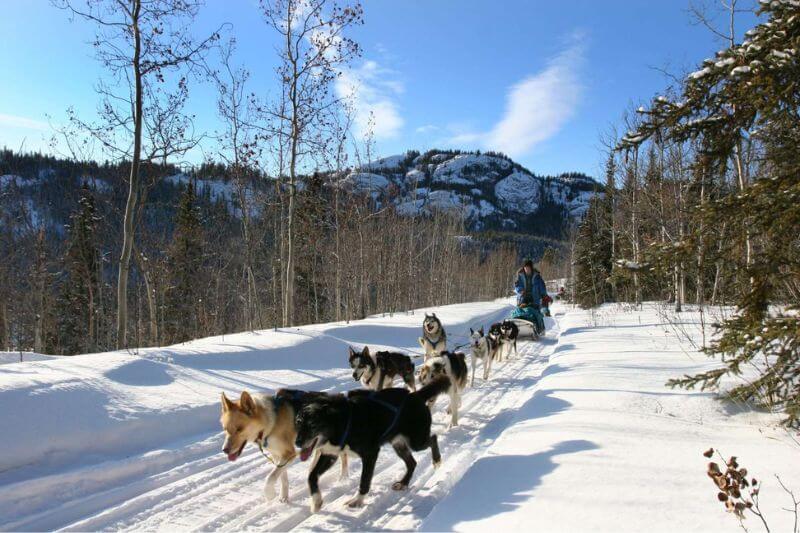 Ultimate Yukon Tour: Wildlife & Winter Thrills