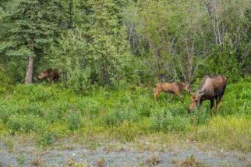 Explore Alaska: Fjords, Peaks, and Wildlife