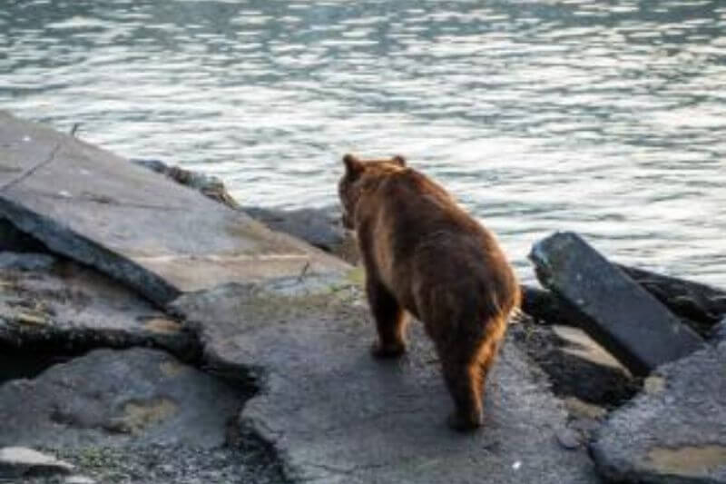 Explore Alaska: Fjords, Peaks, and Wildlife