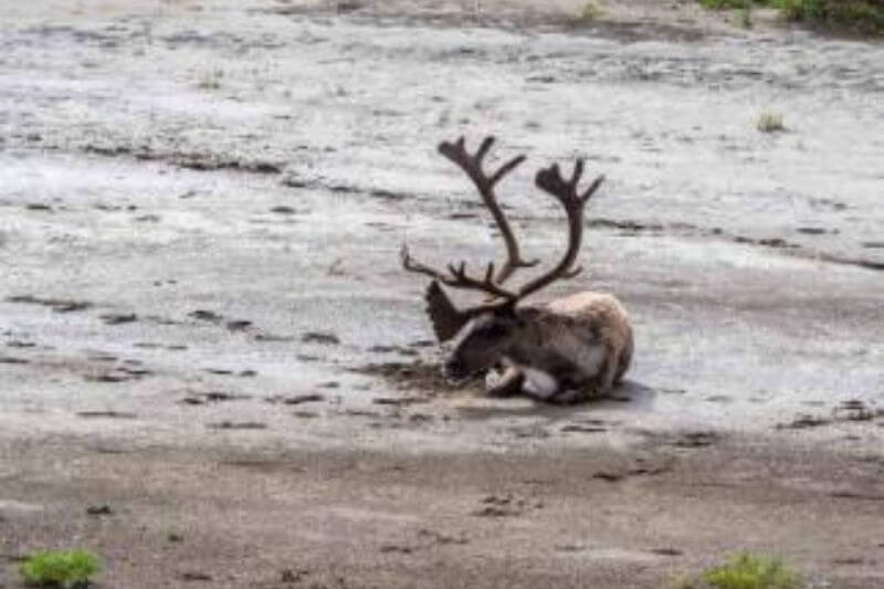 Discover Denali, Dawson, & Yukon’s Scenic Highways